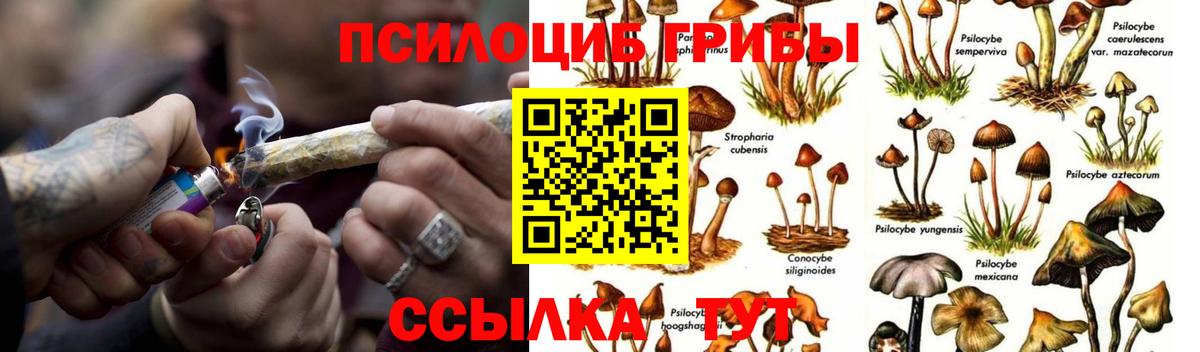 Галлюциногенные грибы Psilocybe Кострома